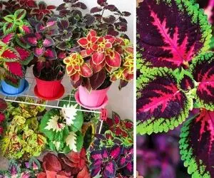 راهنمای نگهداری از گل حسن یوسف / با رعایت این نکات گیاهی شاداب و زیبا داشته باشید