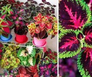 راهنمای نگهداری از گل حسن یوسف / با رعایت این نکات گیاهی شاداب و زیبا داشته باشید