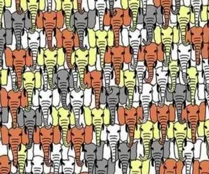 بازی فکری؛ اگه با هوشت زدی استخوان ترکوندی بین فیل ها پاندا رو پیدا کن