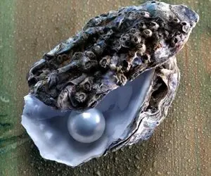 آن روی طبیعت وحشی؛ استخراج مرواریدهای رنگارنگ و دلربا از دل صدف غول‌ پیکر