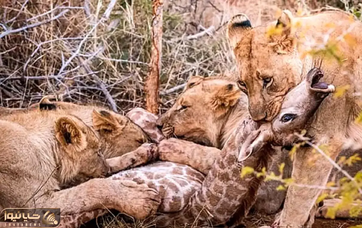 بدایع حیات وحش؛ آقای زرافه بیخیال وایساده وسط دورهمی شیرا اونام یه لقمه چپش کردن 