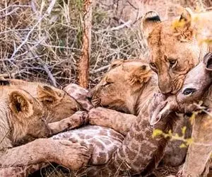 بدایع حیات وحش؛ آقای زرافه بیخیال وایساده وسط دورهمی شیرا اونام یه لقمه چپش کردن 