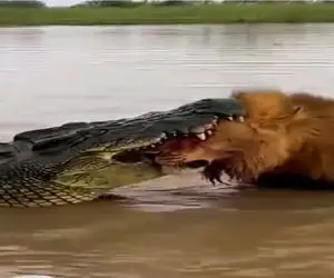 مستند حیات وحش؛ میانجیگری اسب آبی برای فیصله دادن نبرد شیر و تمساح