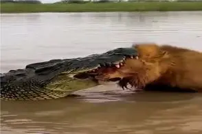 مستند حیات وحش؛ میانجیگری اسب آبی برای فیصله دادن نبرد شیر و تمساح