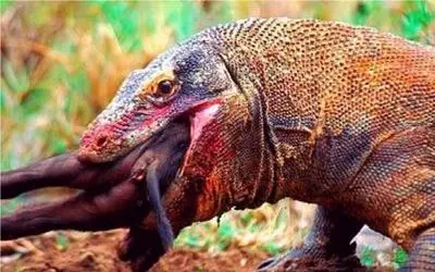 جنگ حیات وحش؛ مبارزه ترسناک ایگوانا و گراز وحشی/ هیچ کدوم کوتاه نمیان