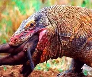 جنگ حیات وحش؛ مبارزه ترسناک ایگوانا و گراز وحشی/ هیچ کدوم کوتاه نمیان