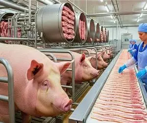فرآوری خوک؛ خوک لجن زیست حرومی انداختن دستگاه بیکن شد با برچسب صادراتی