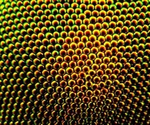 تست هوش تصویری؛ اگه عِندِ باهوشایی تو سه سوت بگو این تصویرِ چی چیه!