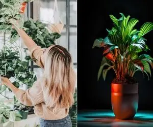 گیاهان آپارتمانیه قاتل افسردگی در فنگ شویی/ هی فاز دِپ داری بدون تراپی و دارو چاره کن