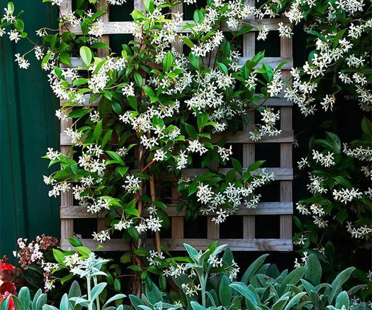 star-jasmine