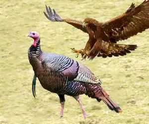 جذابیت حیات وحش / بوقلمون با غافلگیری شاهین را به زیر کشید سرش را سوراخ کرد