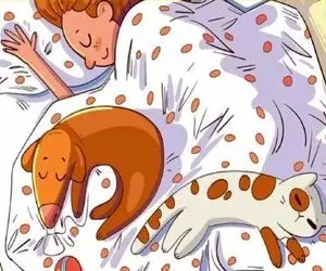 بازی فکری؛ اگه تیکه و پاره از وجودت هوش زنبور رو تو اتاق خواب دخترک مو حنایی دریاب