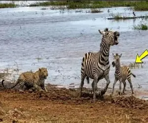 شاهکار حیات وحش؛ خر راه راه برای حفظ جون بچش با شیر و پلنگ در میافته
