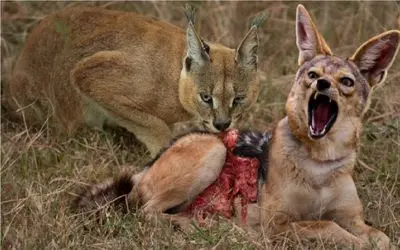 شاهکار حیات وحش/شغال توسط یک کاراکال مغلوب شد/هوش کارکال شگفت انگیز بود