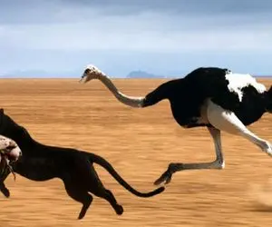 جذابیت حیات وحش؛ یوزپلنگ و شترمرغ مسابقه دو گذاشتن برای نجات جوجه ها از دهن شیر دد