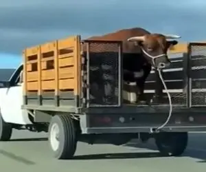 معماری طبیعت؛ گاو پشت وانت رد داد جاده رو به خاک و خون کشید