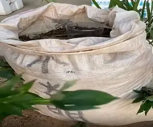 کشاورزی نوین؛ چینی ها تو گونی و بالکن خونه سیب زمینی میکارن بدون زحمت پول درمیارن