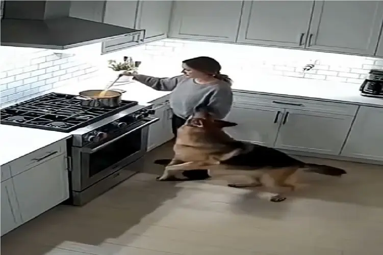 مستند کاوش؛ سگ نبود صاحبش انا لله و انا الیه راجعون بود