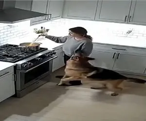 مستند کاوش؛ سگ نبود صاحبش انا لله و انا الیه راجعون بود