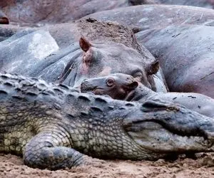 مستند حیات وحش؛ تمساح میان کوهی از اسب های آبی گیر افتاد