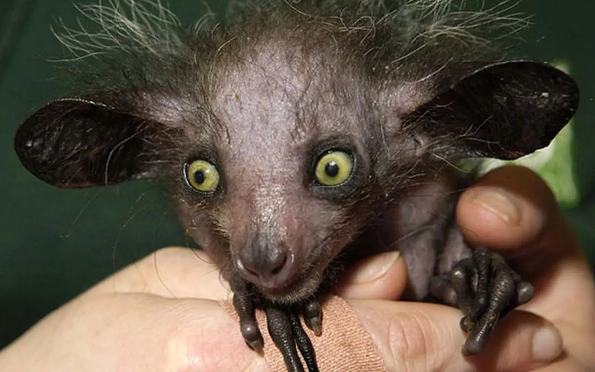 strange-animals-you-didnt-know-1