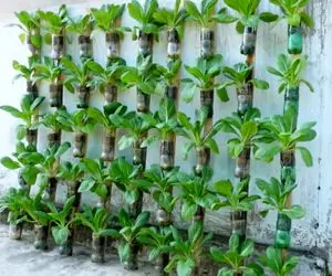 ایده های خلاقانه؛ باغچه کف حیاط نداری؟ خیالی نیست دیوار خونتو به باغچه تبدیل کن