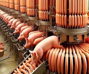 فرآوری خوک؛ ساق پای خوک حرومی صورتی موقع قلمبه شدن میشه ژله بقیش هم سوسیس