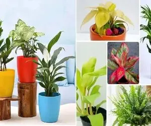 گیاهان آپارتمانی مقاوم در برابر گرما و سرما برا همه فصول/ همیشه سبزهایی که گل هم میدن