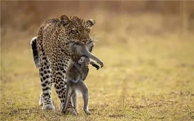 نبرد حیات وحش/حمله پلنگ به میمون و بچه اش/میمون دست و پای الکی میزنه