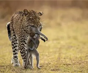 نبرد حیات وحش/حمله پلنگ به میمون و بچه اش/میمون دست و پای الکی میزنه