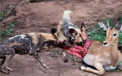 نبرد حیات وحش/ مادر و نوزاد ایمپالا بی رحمانه توسط سگ های وحشی سلاخی شدند