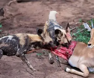 نبرد حیات وحش/ مادر و نوزاد ایمپالا بی رحمانه توسط سگ های وحشی سلاخی شدند