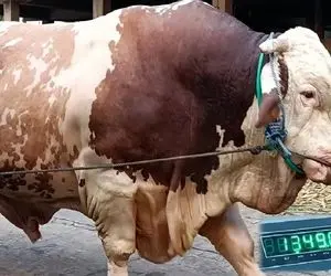 دامداری نوین؛ غذای اشرافی ذرت به گاو دادن شیردهیش به ۱۰۰ کیلو رسید ۸۰ میلیون دلار شد