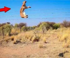 مستند حیات وحش؛ وقتی قد به طعمه نرسه دم میشه فنر که از زیر در بره تو آسمون