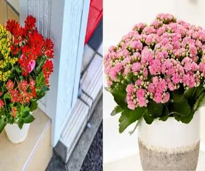 صفر تا صد اصول نگهداری گل آپارتمانی کالانکوا/  گلی که با بی‌ توجهی هم قهر نمی‌ کنه