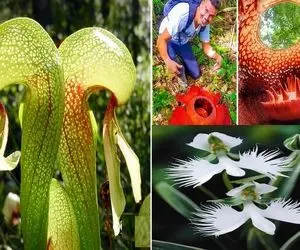 گیاه های عجیب در کل دنیا / اینارو آدم فضایی ها کاشتن اونم توی سنگای آهکی!