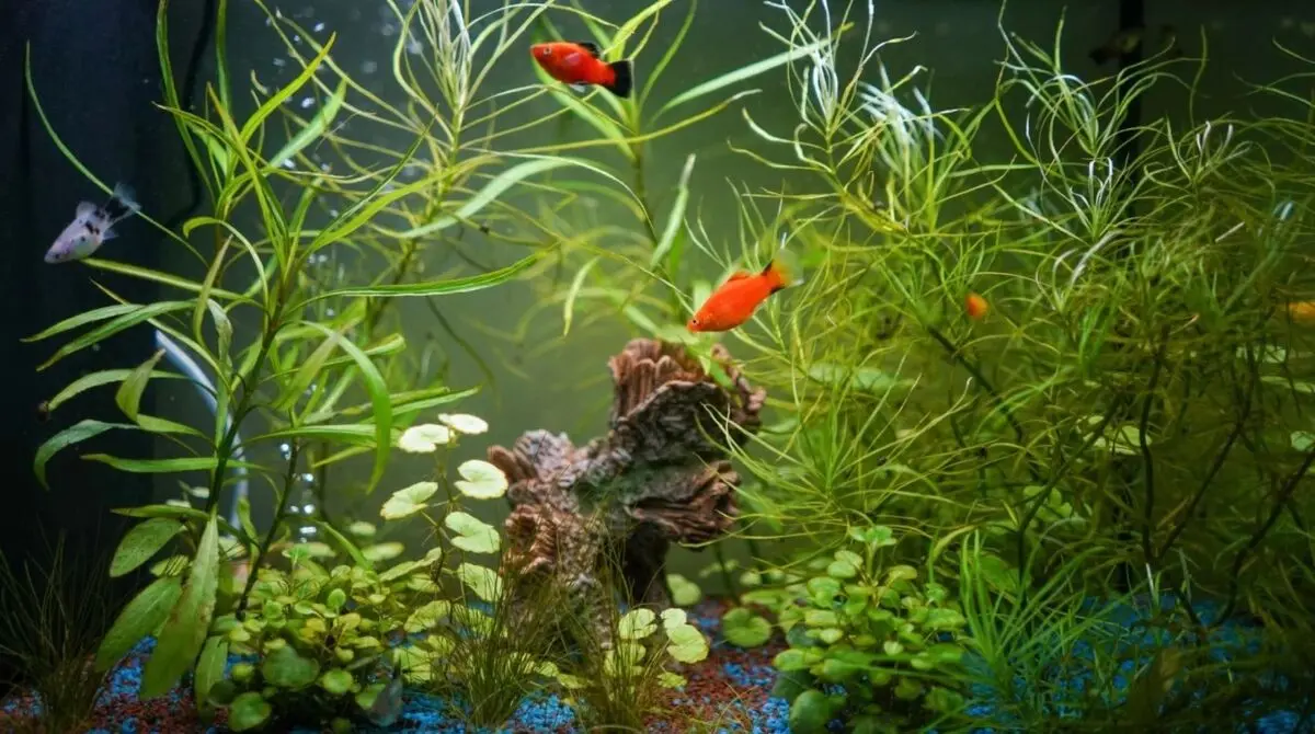 acvarium7