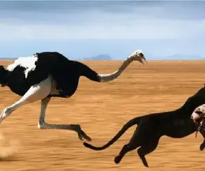 مستند حیات وحش؛ شترمرغ دراز برا حراست از تخمش میزاره دنبال جگوار