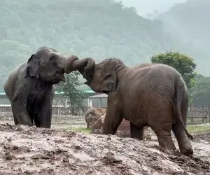 مستند حیات وحش؛ جر و بحث فیل هایی زیر بارون که نمیشه فهمید شوخیه یا جدی