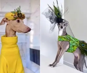 ورود حیوانات خانگی به صنعت مد / ژست هاشون هوش از سرت می بره