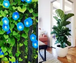 گیاهانی که سریع رشد می کنند / به اینا بگی "ف" رفتن تا ته فرحزاد با سرعت نور 