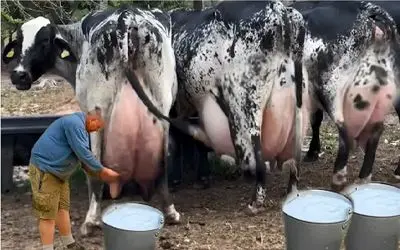 گاوهای باورنکردنی؛ گاو غول انقد شیر داره گشاد راه میره ندوشن نقش زمین میشه