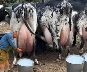 گاوهای باورنکردنی؛ گاو غول انقد شیر داره گشاد راه میره ندوشن نقش زمین میشه