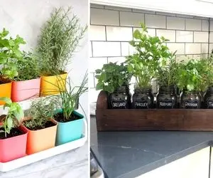 کاشت سبزی خوردن در خانه / عمو سبزی فروش سبزی کم فروشو ولش کن خودت بکار عشق کن