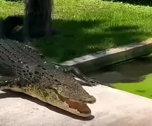 معماری طبیعت؛ مثل این مرد با کروکودیل شوخی نکنید جنبه نداره