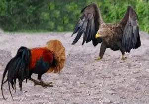 مستند حیات وحش / مجادله نفس گیر عقاب و خروس وقتی پای مرغ وسطه