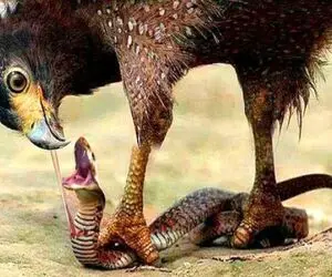 از جذابیت‌های حیات وحش؛ مار به خیالش با جوجه عقابا ناهار و زده به بدن که عقاب سرمیرسه