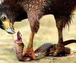 از جذابیت‌های حیات وحش؛ مار به خیالش با جوجه عقابا ناهار و زده به بدن که عقاب سرمیرسه