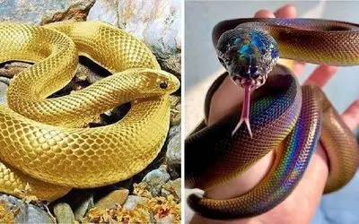 مارهایی که از بس زیبا هستند به جای اینکه بترسی عاشقشون میشی! از متالیک تا هولوگرامی