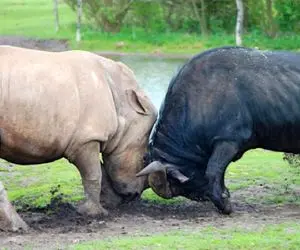 از جذابیت‌های حیات وحش؛ کرگدن بیچاره داشت راهشو میرفتا بوفالو گیر داد شاخ به شاخ شدن